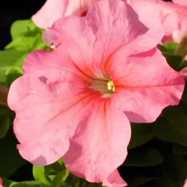 S60190 Петуния кустовая Grandiflora Limbo GP Peach imp 100 шт.