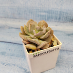 Echeveria Cubic Frost (Эхеверия)