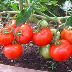 Томат Бэлла Роса F1