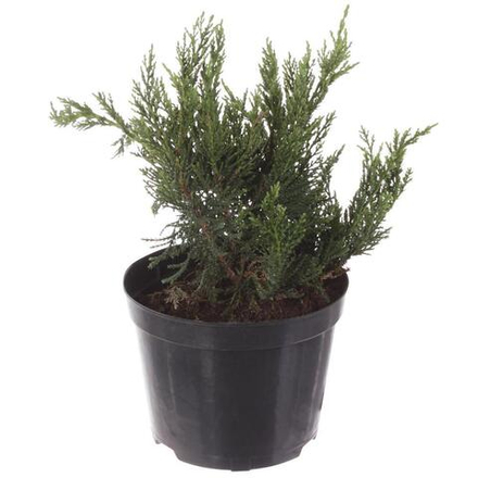 Можжевельник казацкий 'Tamariscifolia' Тамарисцифолия С3