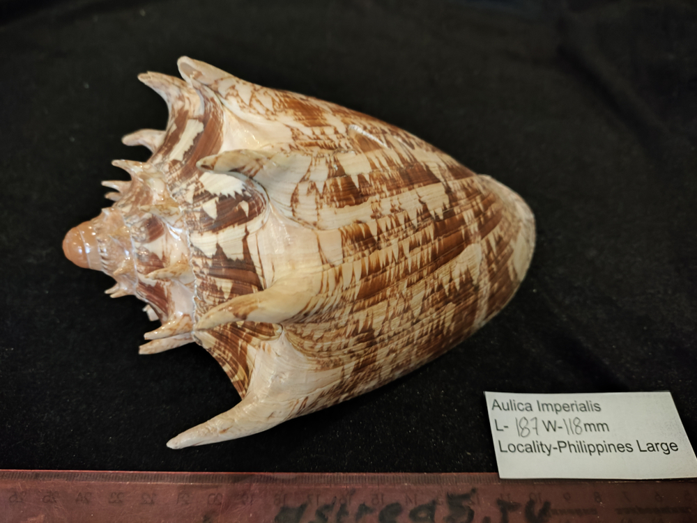 Волюта Империалис "130-195мм"