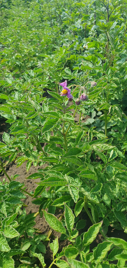 Дикий картофель Розовое Еловое Яблоко (Pink Fir Apple Potatoes), 10 клубней