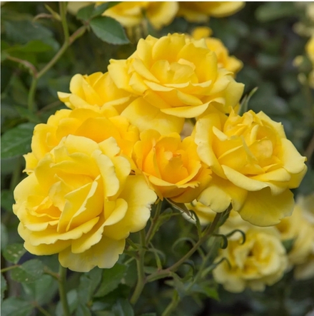 ГОЛДЕН БОНИКА