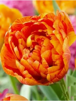 Тюльпаны Sunlover 4 шт, набор луковиц