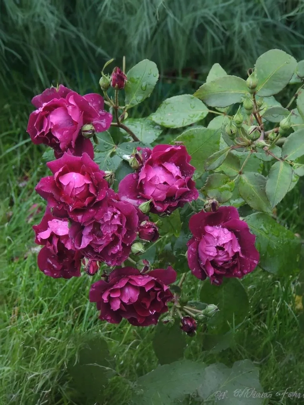 Роза шраб Кардинал Хьюм