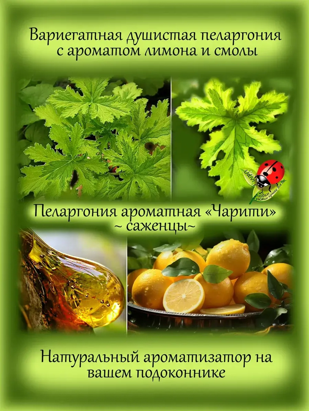 Пеларгония Чарити аромат лимона смолы и розы