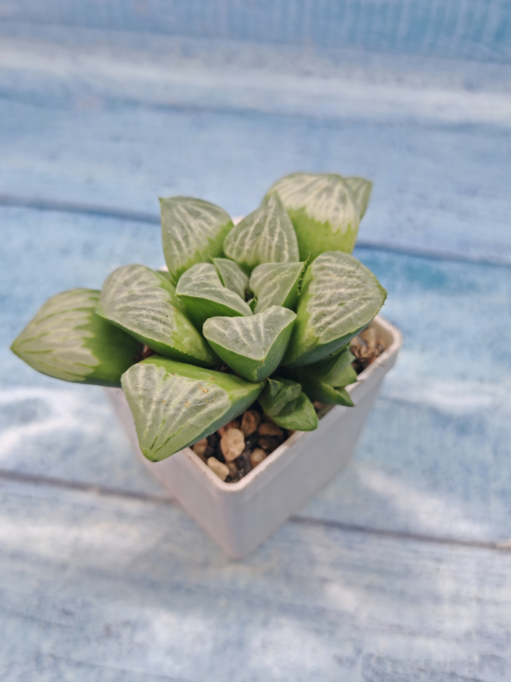 Haworthia Mutica Bykua (Хавортия)