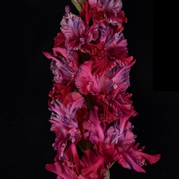 Гладиолус крупноцветковый Зеон