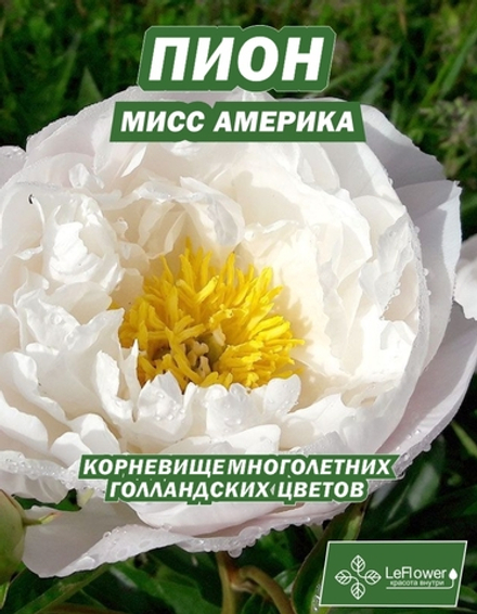 Пион Корневище, Мисс Америка