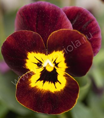 S2702 Фиалка рогатая Admire Ruby Gold 100 шт.