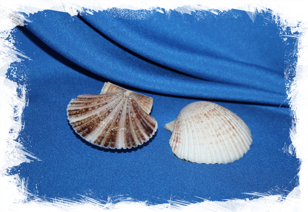 Морской гребешок Пуксидатус, Minnivola pyxidata