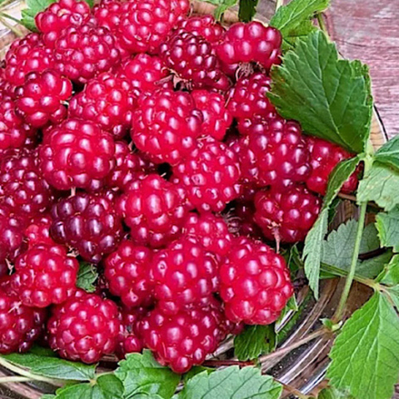 Княженика (Поляника) Астра в контейнере 1 литр 2 года