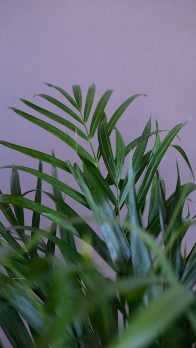 Хризалидокарпус Д24