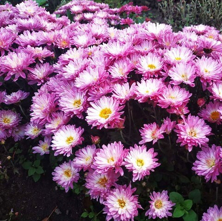 Хризантема мультифлора кустовая Daybreak Appleblossom