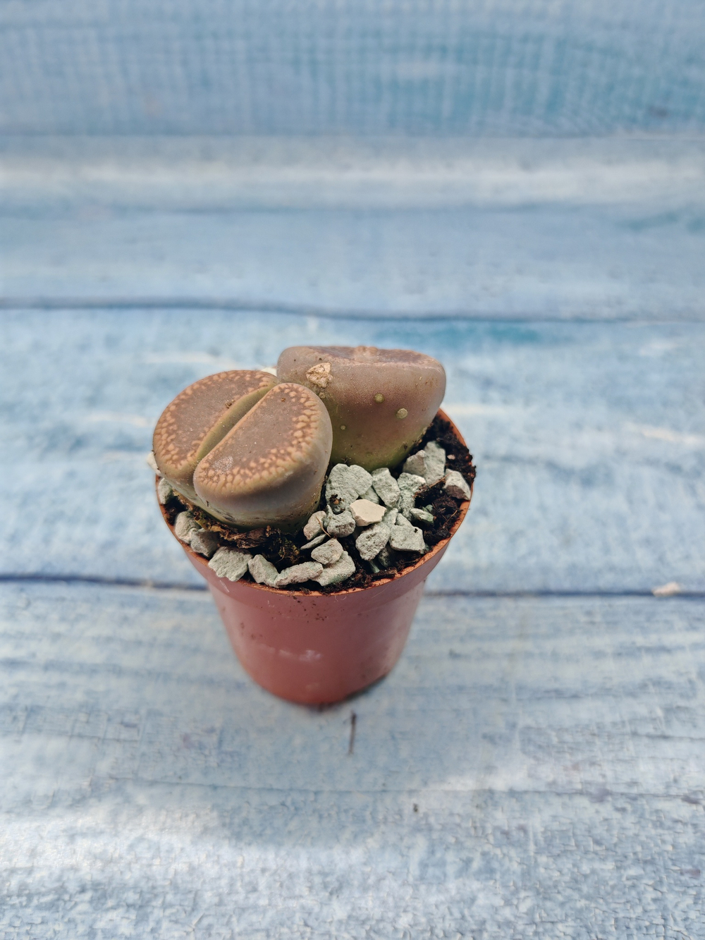 Lithops sp. (Литопсы)