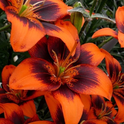 Лилия Изи Самба азиатская, без пыльцы. 1шт