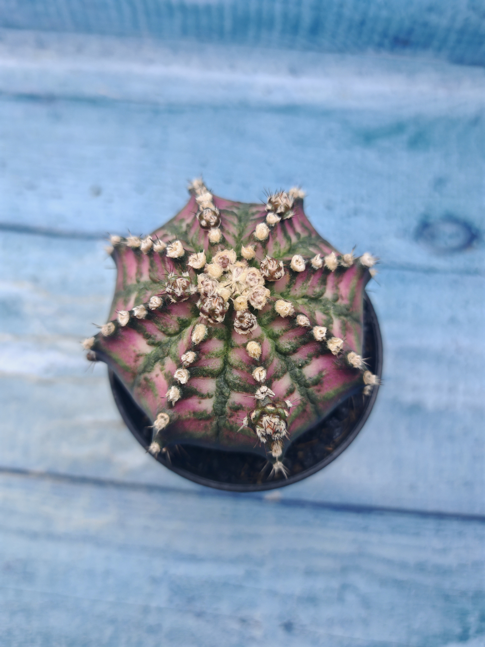 Gymnocalycium T-Rex Pink hybrid (Гимнокалициум T-rex)