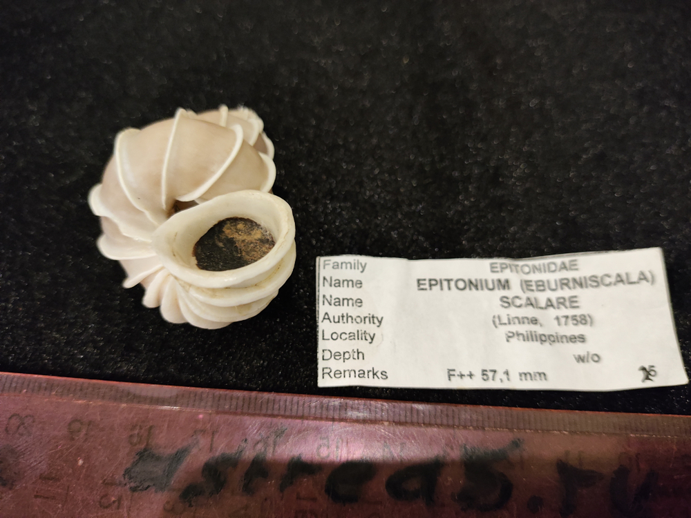 Эпитониум Скаляр