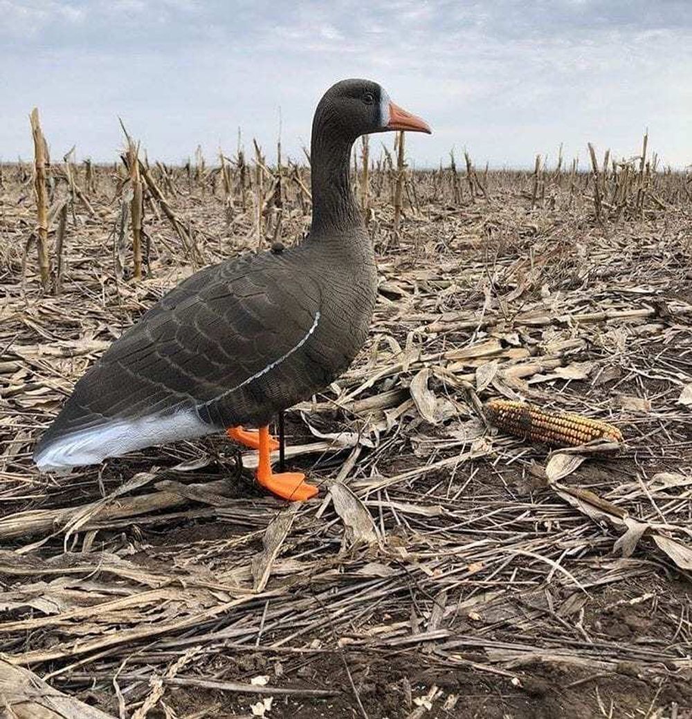 Комплект чучел Белолобый гусь (10шт) 3D "Softplast" B10S-3D