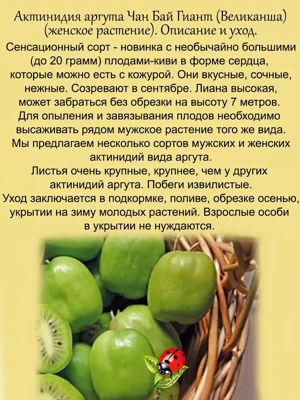 Актинидия Аргута (ж) Чан Бай Гиант Великанша