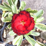 Адениум вариегатный WONDERFUL RED VAR