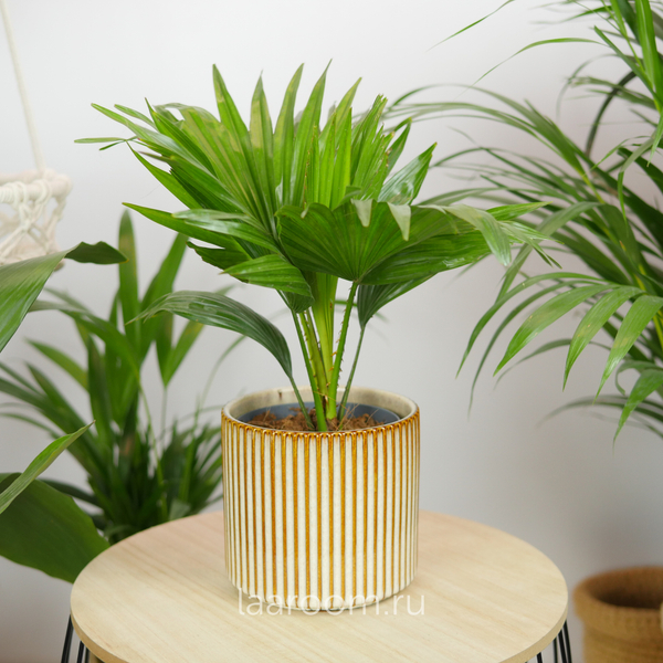 Ливистона Ротундифолия 12/40