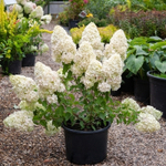 Гортензия метельчатая Полар Бир Т60 60-80
