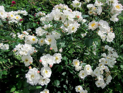 Роза канадская Морден Сноубьюти С4 Закупка М43 июнь 2026