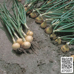 Свифт семена лука репчатого (Bejo / Бейо)