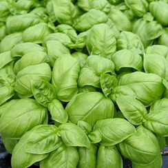 ЭМИЛИ семена базилика (Enza Zaden | Alexagro)