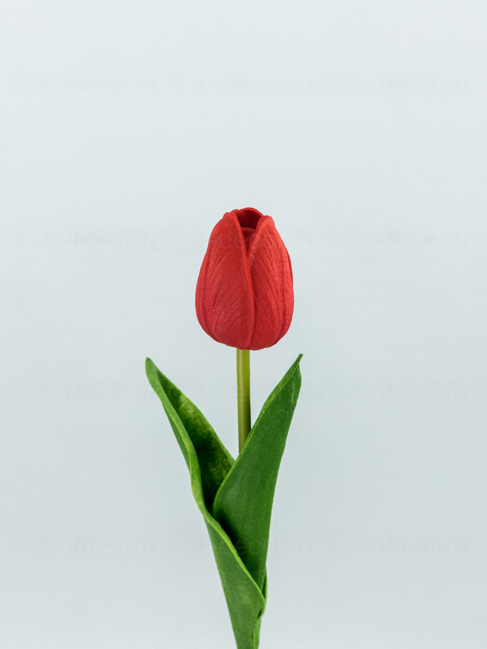 Тюльпан латекс