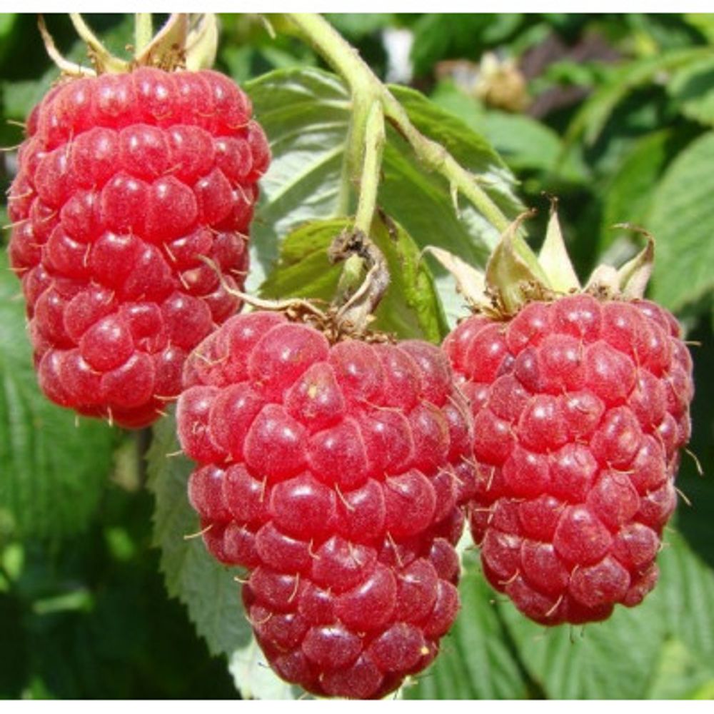 Малина крупноплодная Терентий