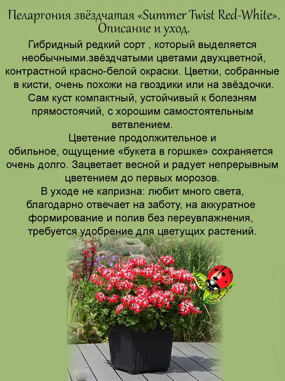 Пеларгония Летний танец в красно белом звёздчатая