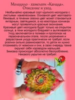 Молодило Канада хамелеон янтарное
