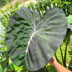 Колоказия NEBULA