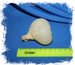 Раковина Рапа рапа, Murex rapa, Rapa rapa