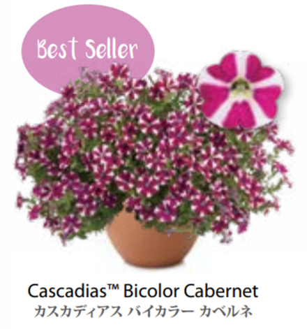 ЕВРО Petunia Cascadias Bicolour Cabernet укорененный черенок март 26
