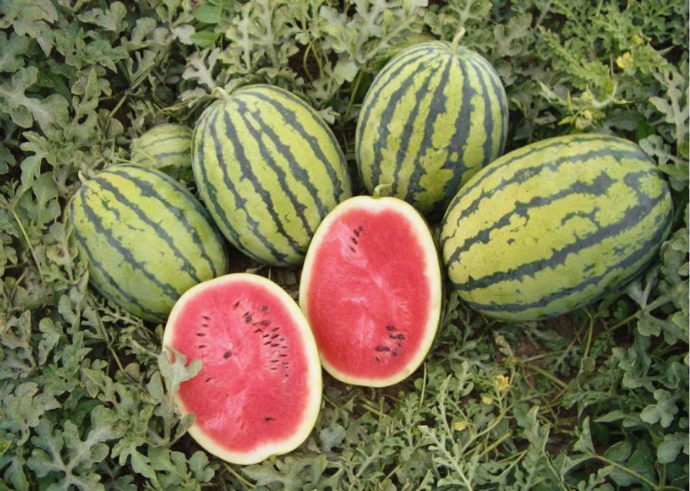 Арбуз Бедуин F1 (Bejo / Бейо) 5шт