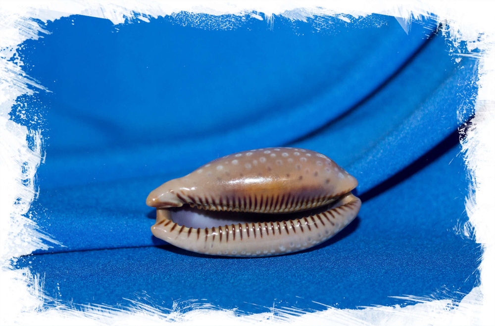 Ракушка Macrocypraea cervinetta купить