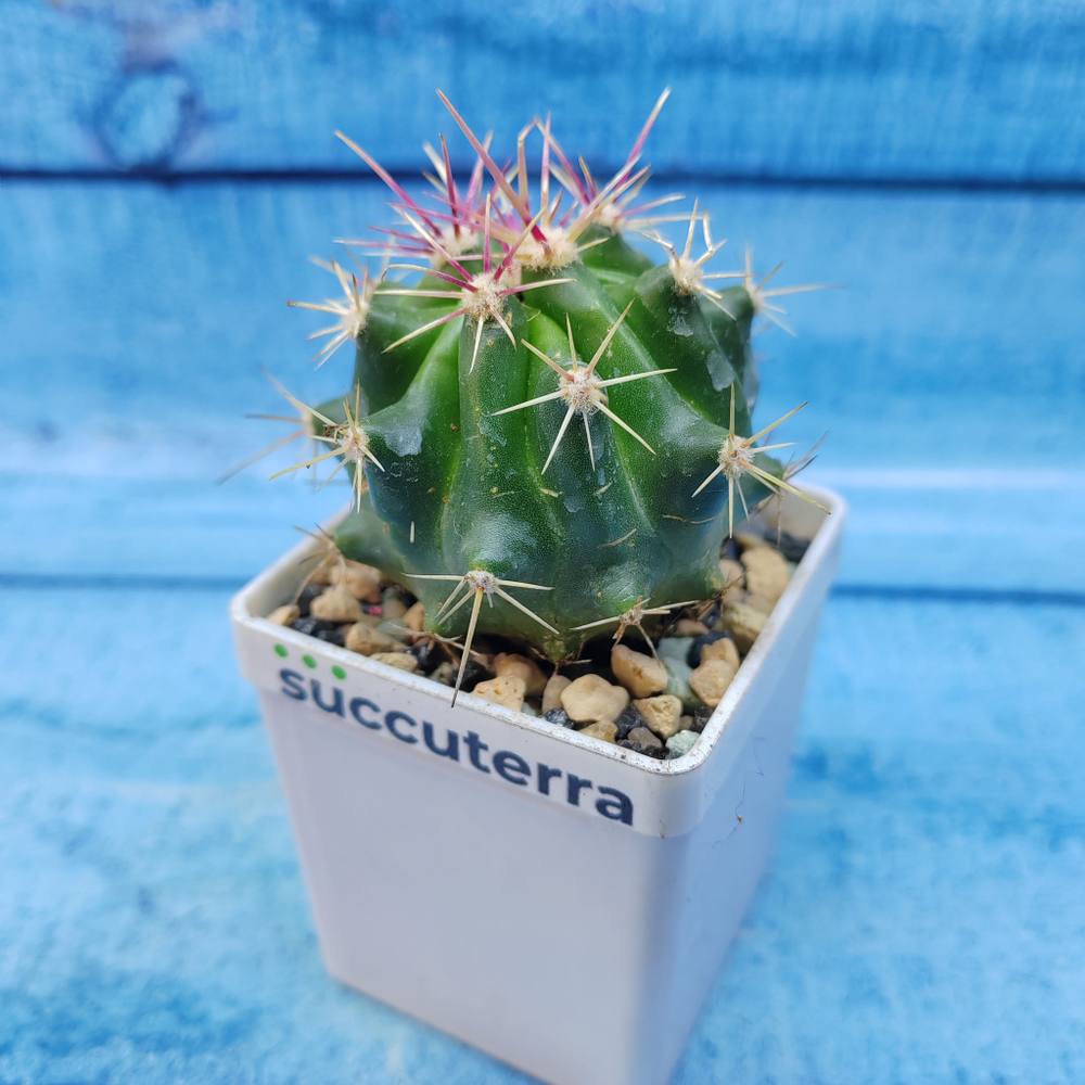 Ferocactus stainesii (Ферокактус)