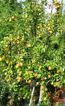 Груша Лада летняя