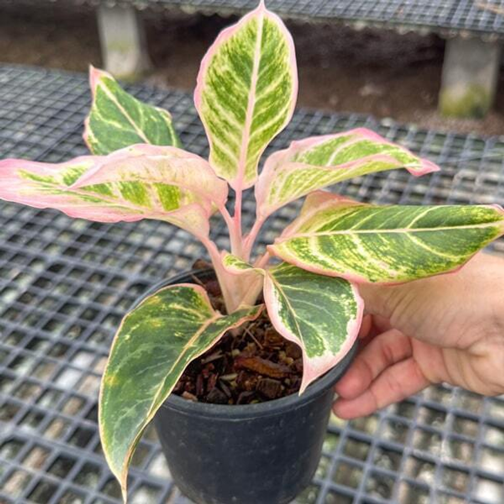 Аглаонема PINKY PIE