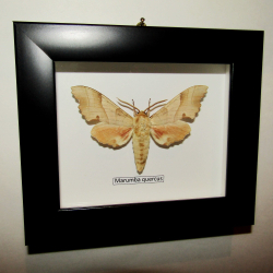 Бражник Дубовый в рамке