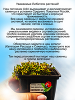 Тимьян Бертрам Андерсон лимонный чабрец золотой