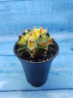 Gymnocalycium Variegata (Гимнокалициум Вариегатный)