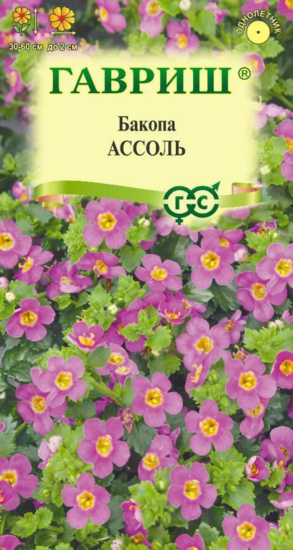 assol_mini4