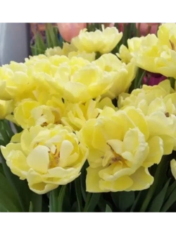 Тюльпаны Avant Garde 4 шт, набор луковиц