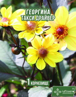 Георгина Корневище, Такси Драйвер, 1 шт