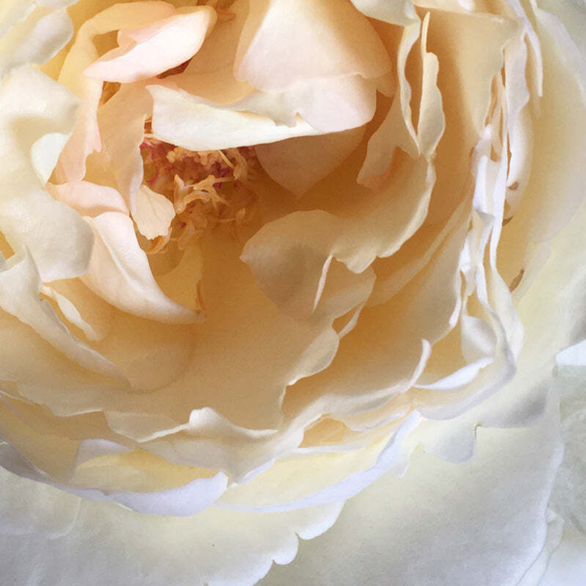 Крим Пьяже (Cream Piaget) — пионовидный душистый сорт