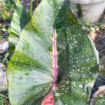 Колоказия QUEEN OF CUP